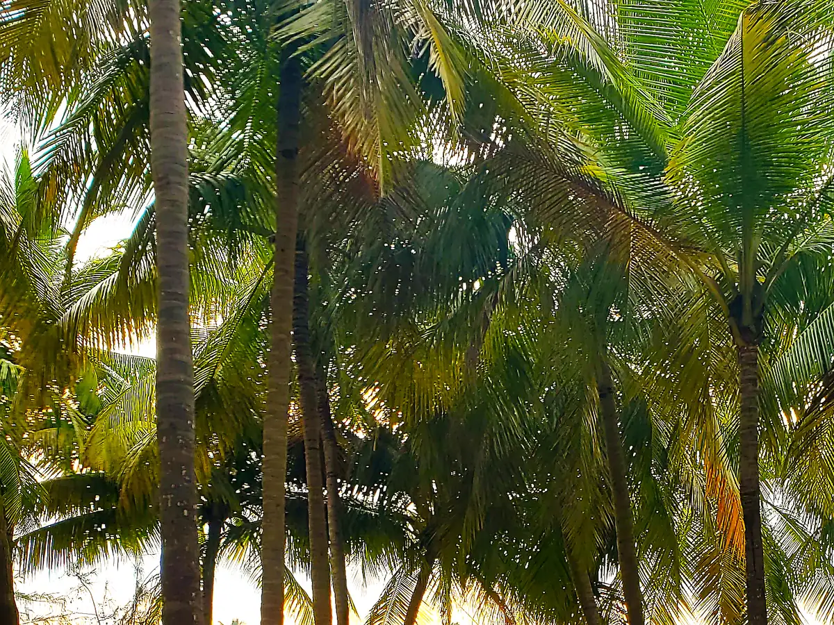 Palm trees and water at Eden Beach, Puducherry